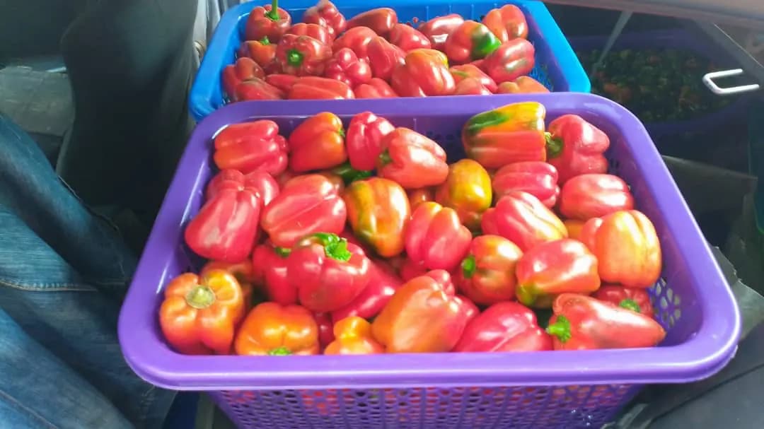 Harvested red bell peppers in crates