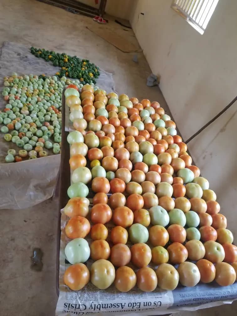 Tomatoes ripening in graded rows