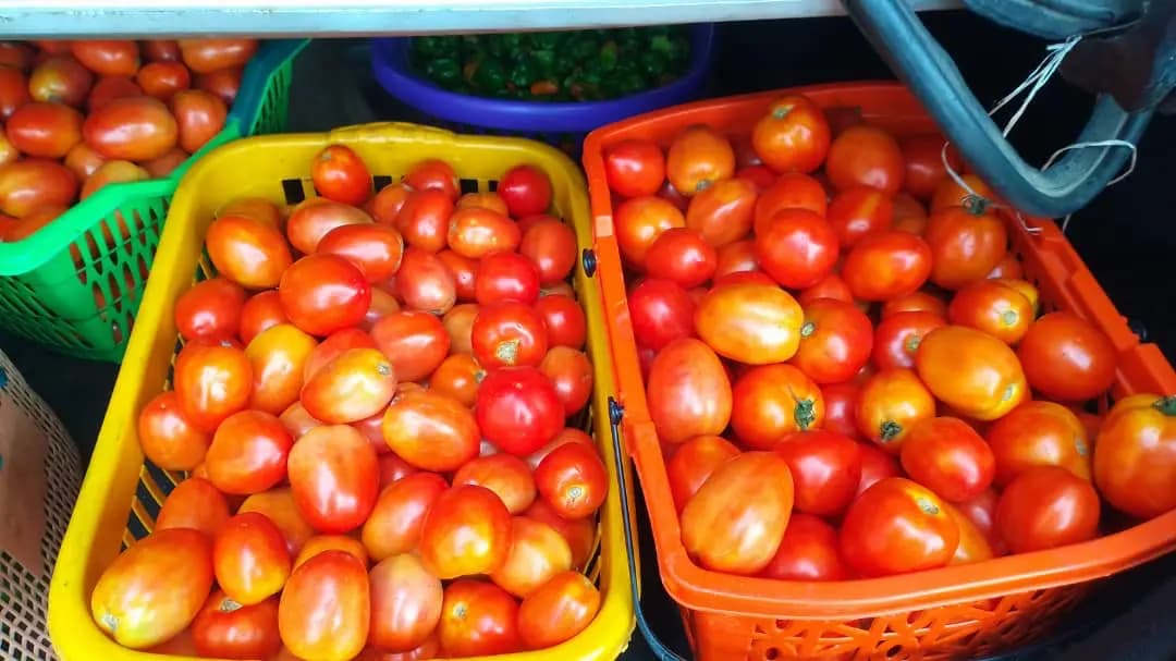 Baskets of harvested tomatoes