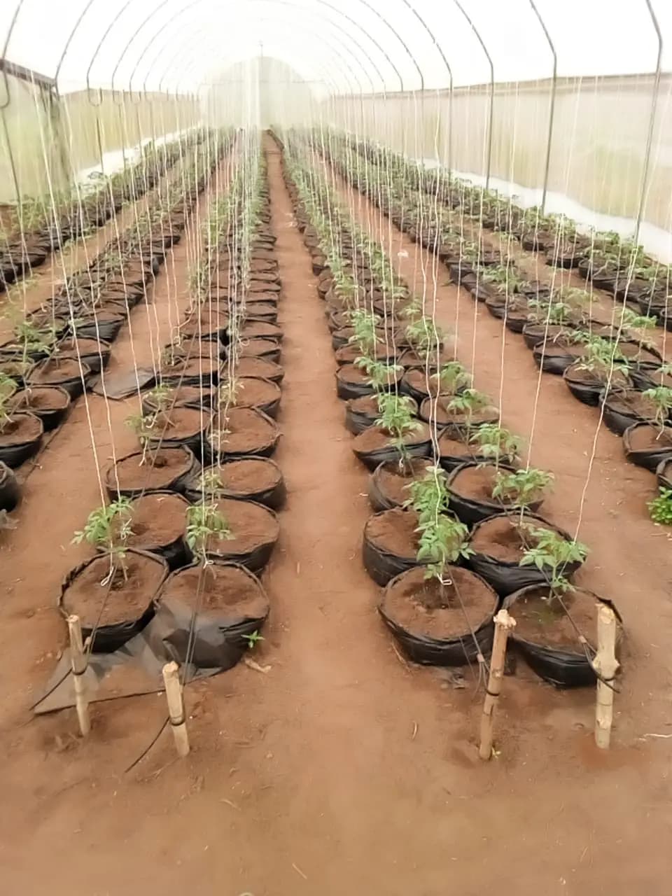 Greenhouse rows of young crops under drip irrigation