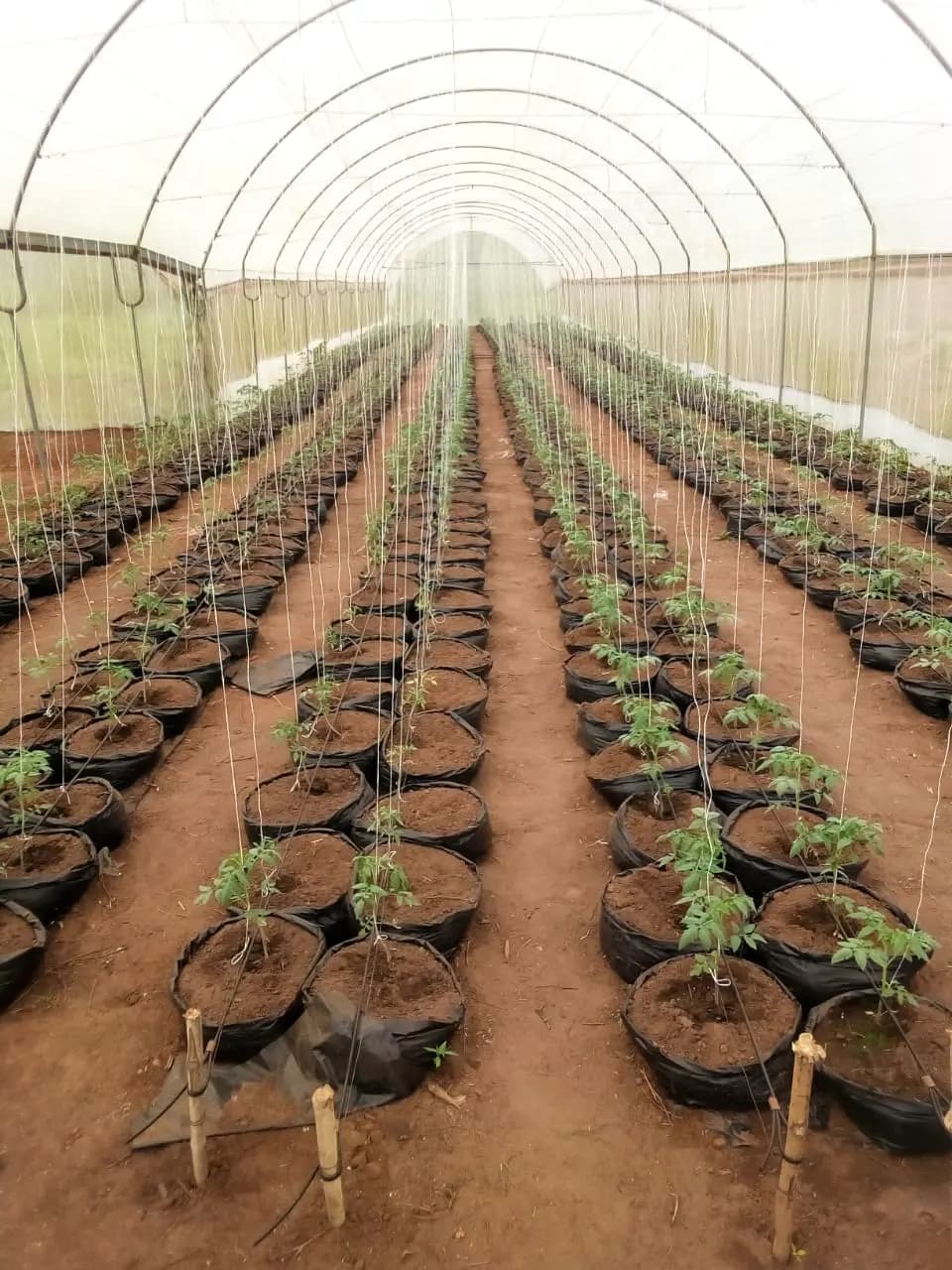 Rows of crops growing inside a commercial greenhouse