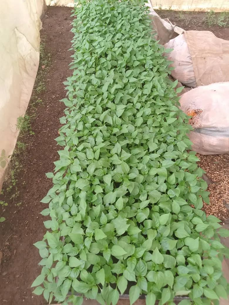 Seedbeds prepared for planting