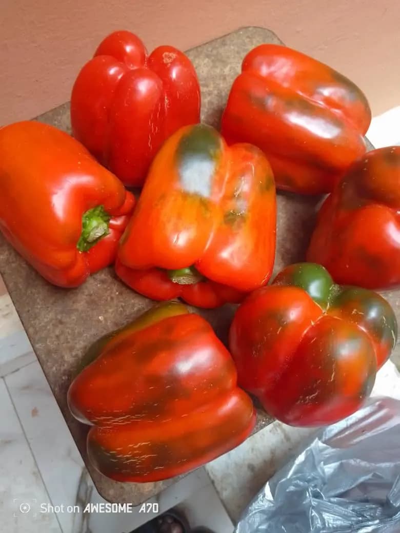 Large red bell peppers from high-value production