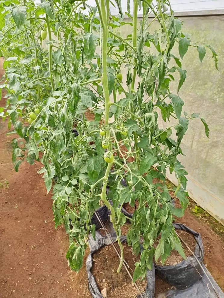 Established tomato vines in production