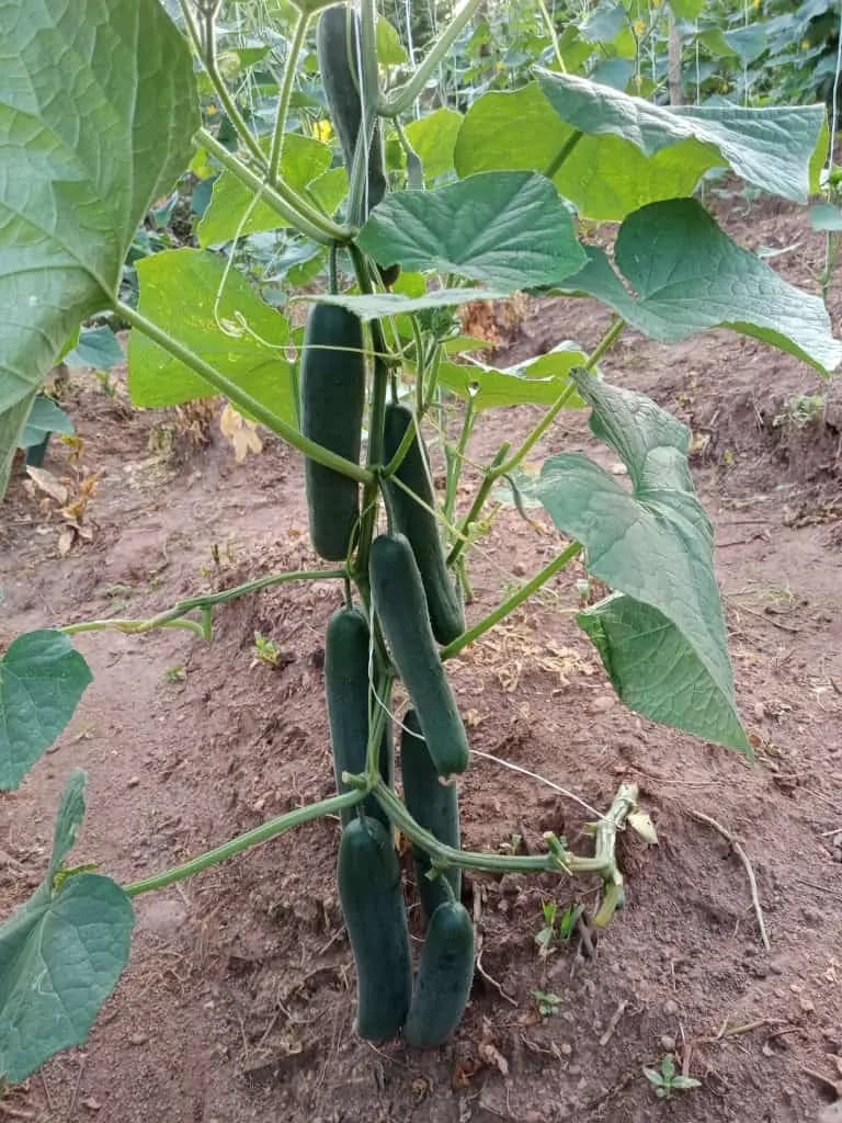 Cucumber developing on the vine