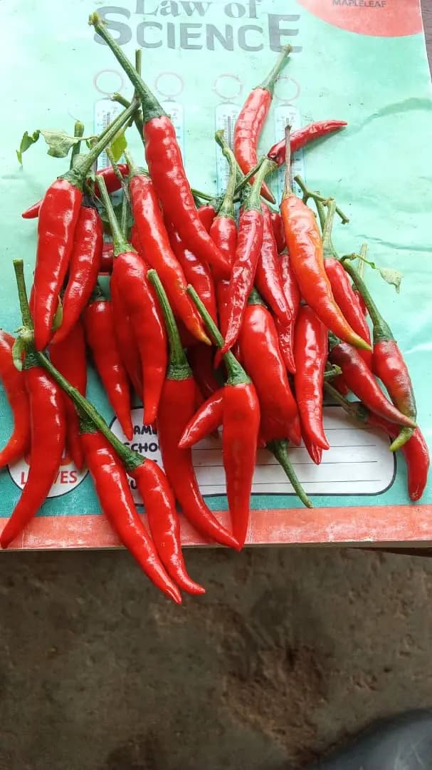 Fresh red chilli peppers from the harvest