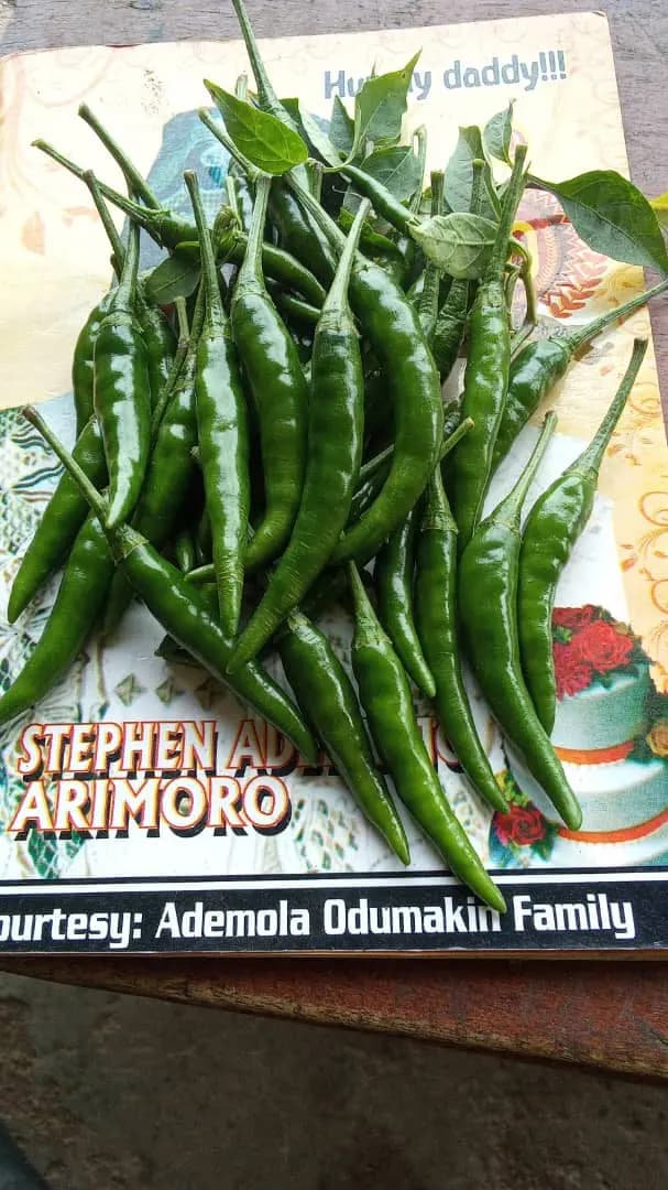 Bundles of green chillies